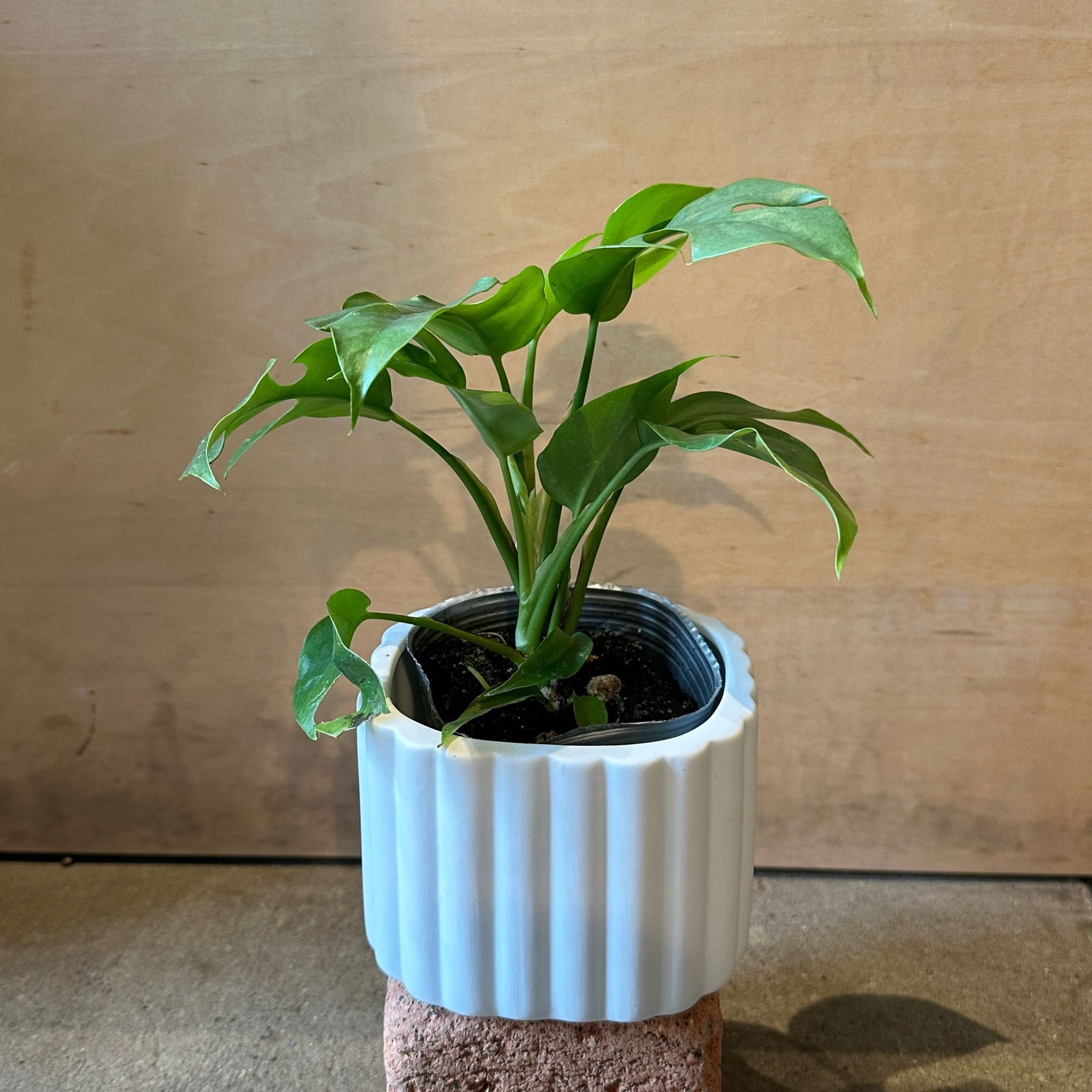 Monstera モンステラ