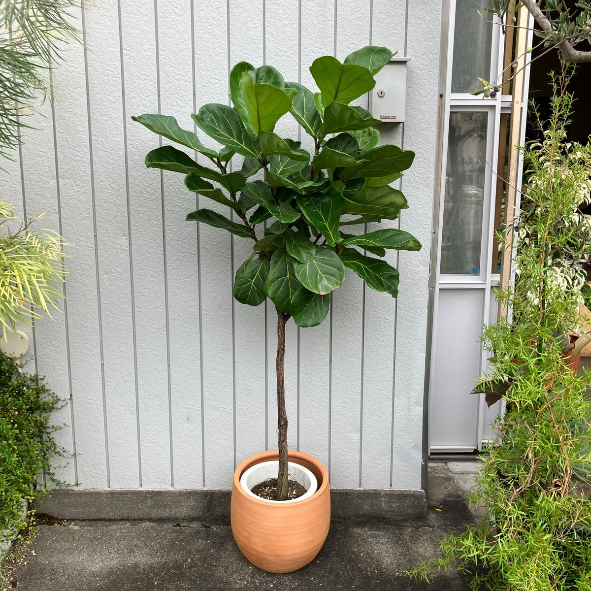 Fiddle Leaf Fig フィドル リーフ フィグ (カシワバゴムノキ)