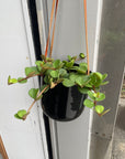 Peperomia hope  ペペロミア ホープ