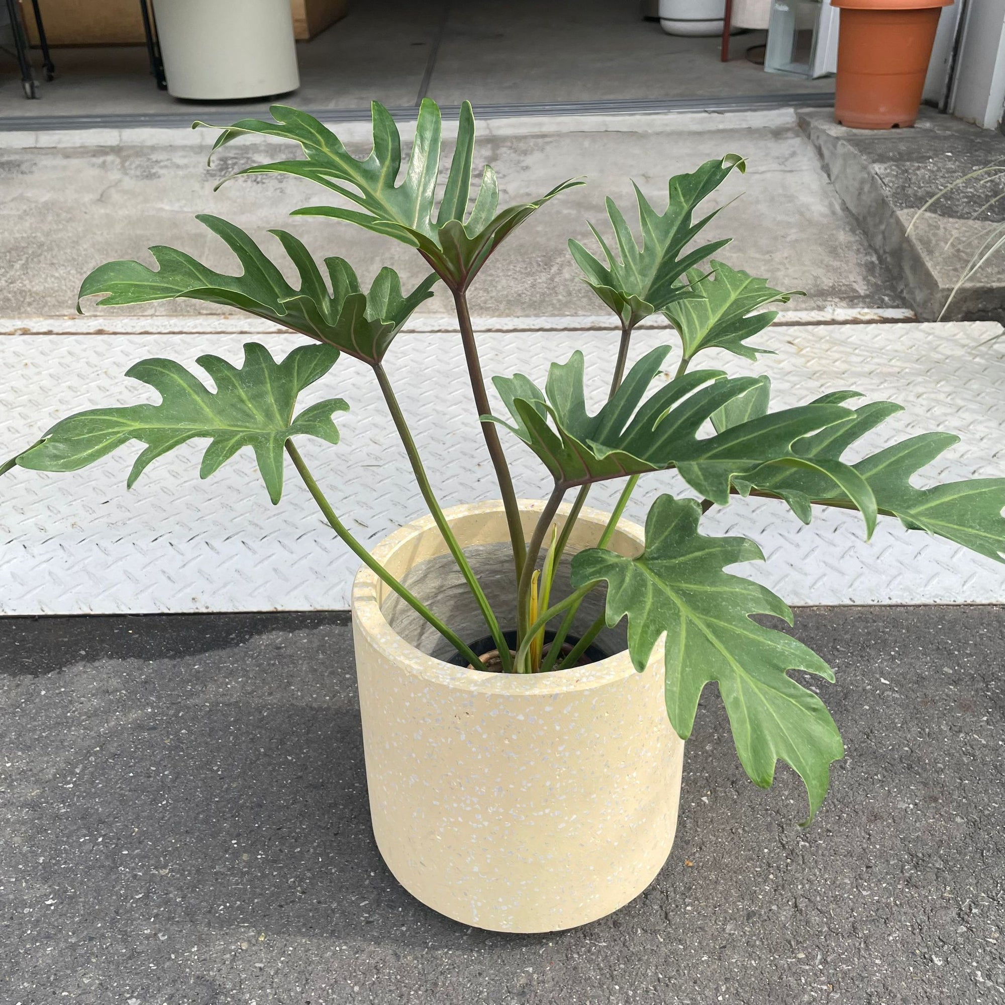 Philodendron 'Laughing kookaburra' フィロデンドロン クッカバラ ジャイアントザナドゥ