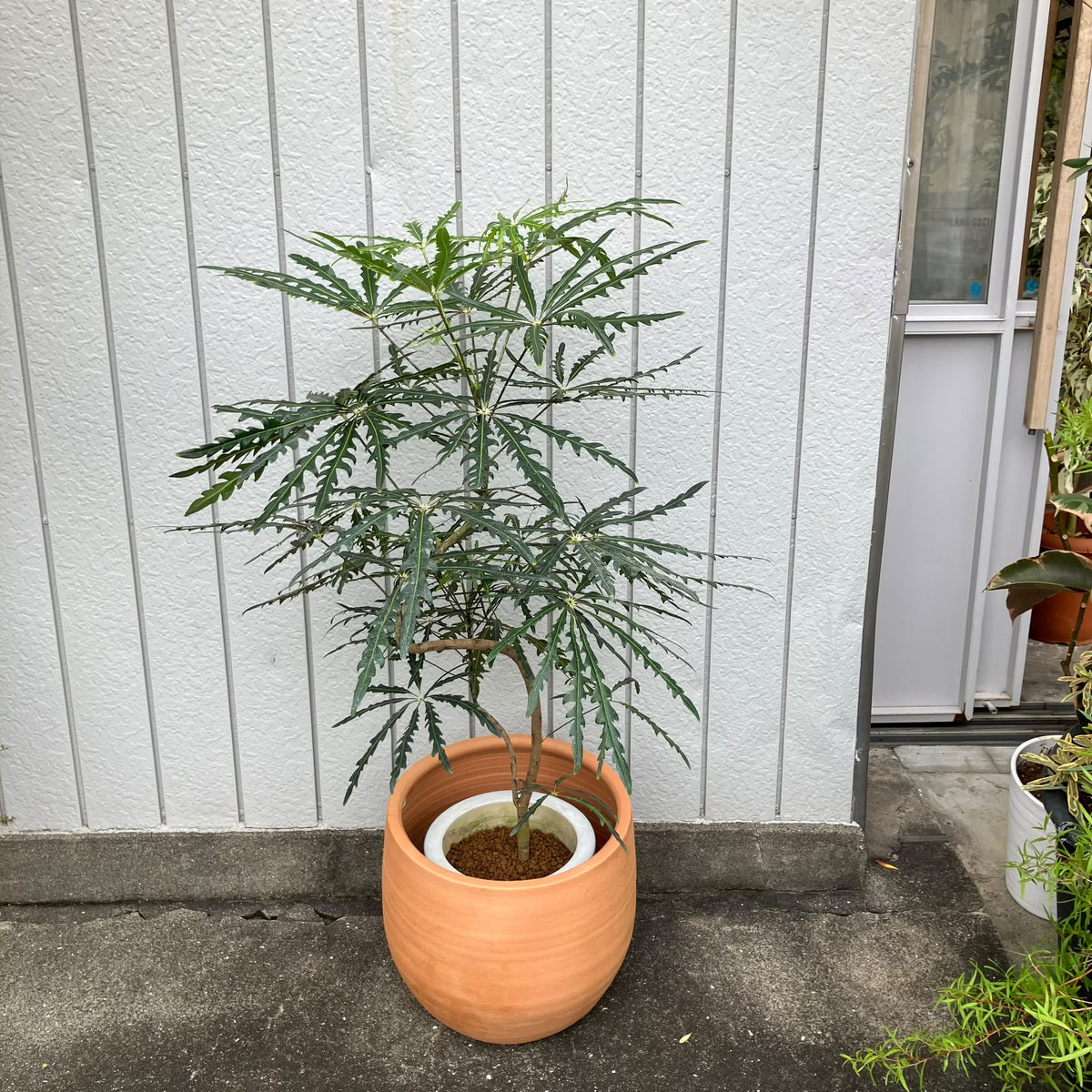 Schefflera elegantissima アラレヤ