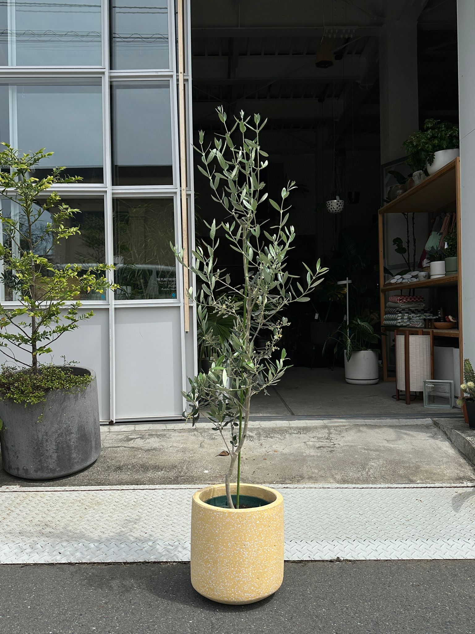 Olive オリーブ フラントイオ