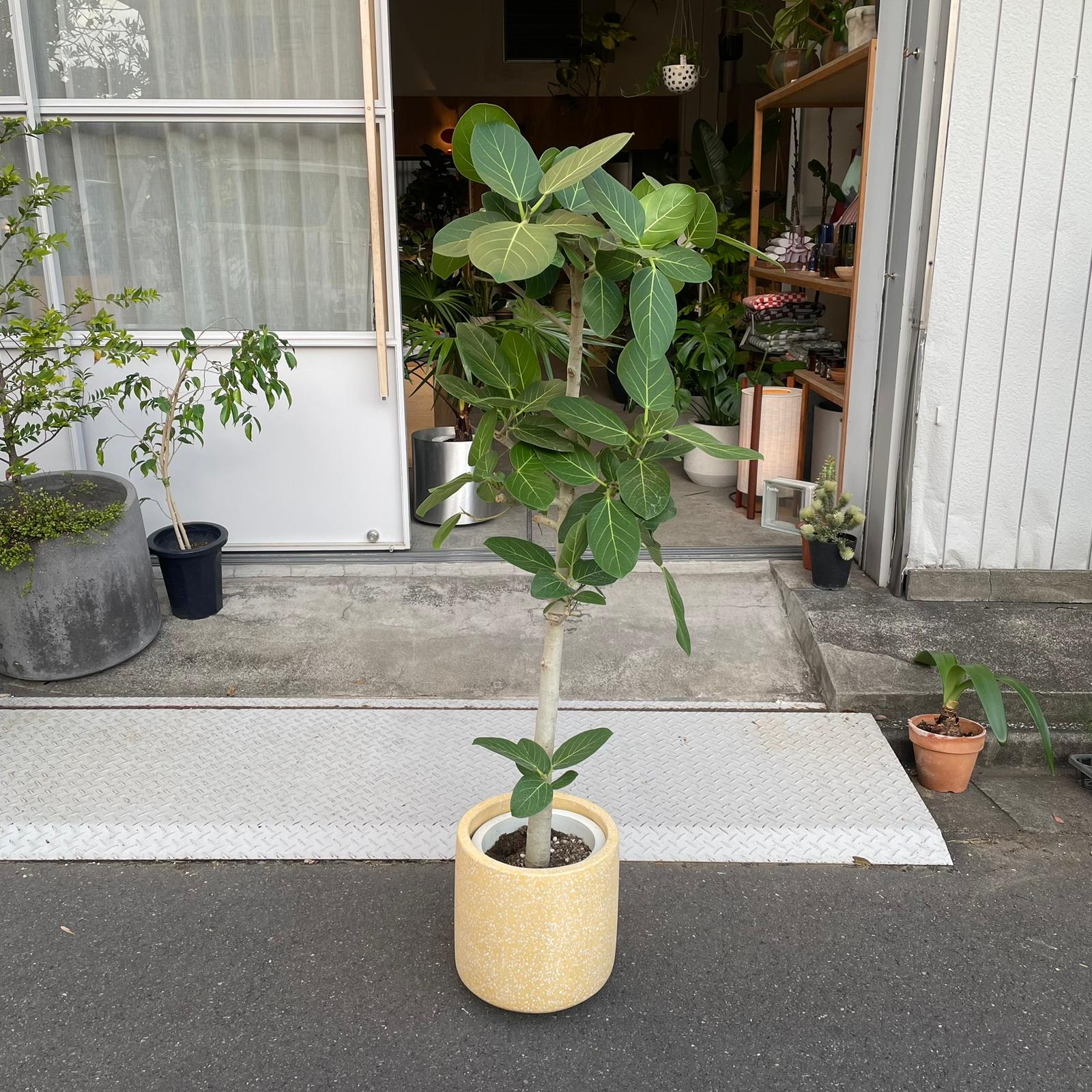 Ficus Audrey (Ficus benghalensis) フィカス  ベンガレンシス
