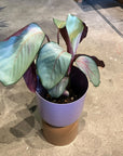 Calathea 'Silver Plate' カラテア シルバープレート