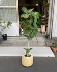 Ficus Audrey (Ficus benghalensis) フィカス  ベンガレンシス