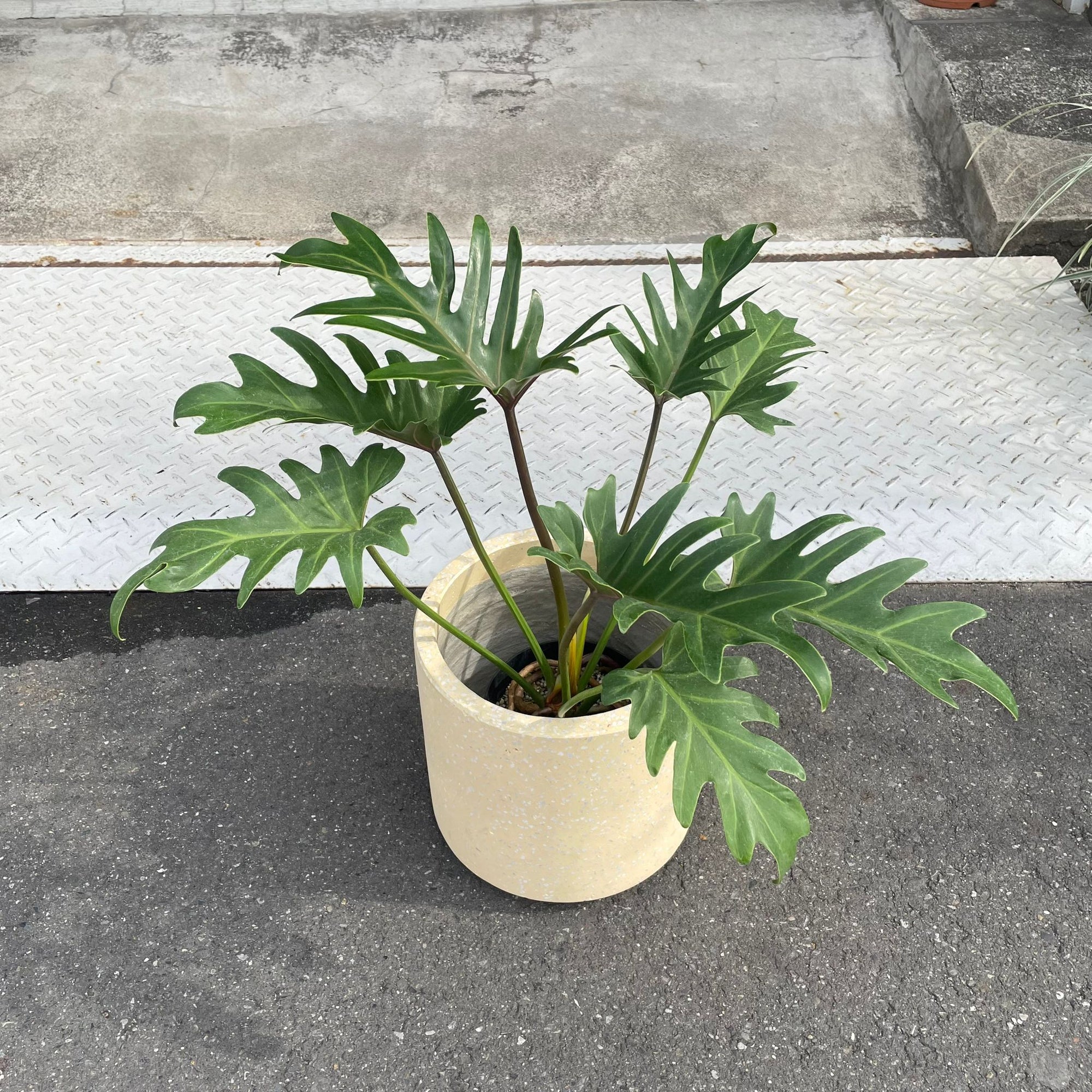 Philodendron 'Laughing kookaburra' フィロデンドロン クッカバラ ジャイアントザナドゥ
