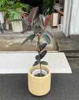 Rubber Plant (Ficus elastica 'Burgundy')フィカス バーガンディ