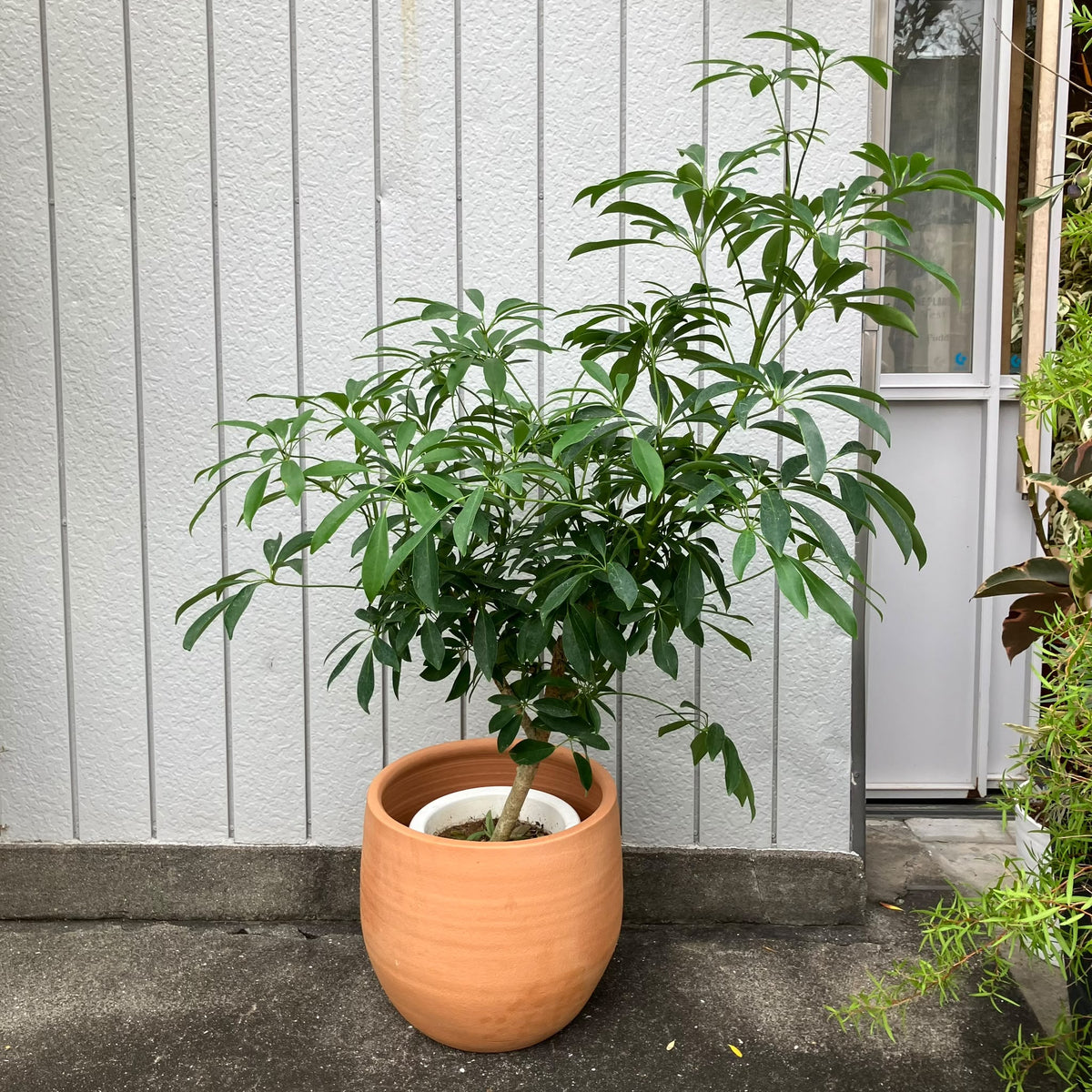 Dwarf Umbrella Tree Assort シェフレラ