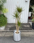 Dragon Tree ドラセナ コンシンネ