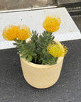 Leucospermum リューコスペルマム Size 5