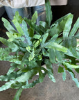 Blue star fern フレボディウム ・ブルースター