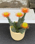 Leucospermum リューコスペルマム Size 5