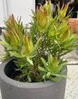 Leuca Dendron リューカデンドロン Size5