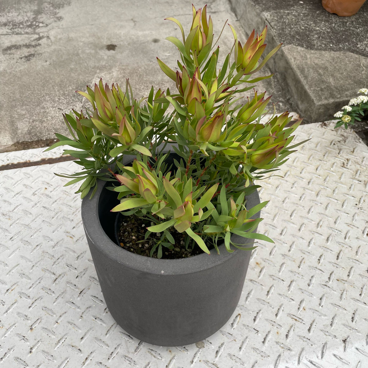 Leuca Dendron リューカデンドロン Size5