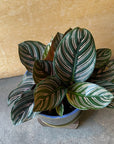 Calathea ‘Ornata’ カラテア オルナータ サンデリアーナ