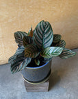 Calathea ‘Ornata’ カラテア オルナータ サンデリアーナ