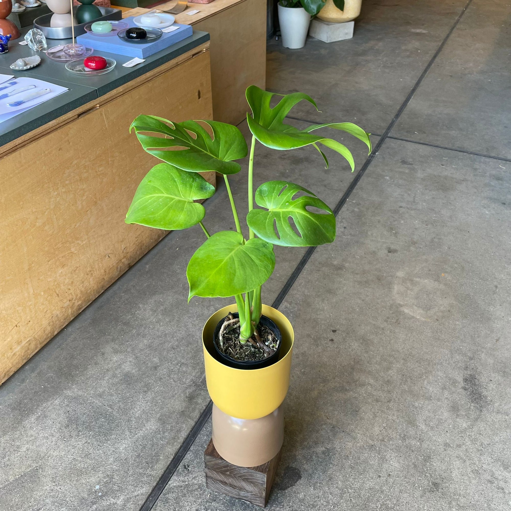 Fruit Salad Plant (Monstera deliciosa)  モンステラ デリシオーサ