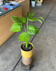 Fruit Salad Plant (Monstera deliciosa)  モンステラ デリシオーサ