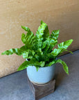 Asplenium nidus 'Emerald Wave' アスプレニウム・エメラルドウェーブ