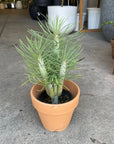 Kleinia Neriifolia クレイニア・ネリイフォリア