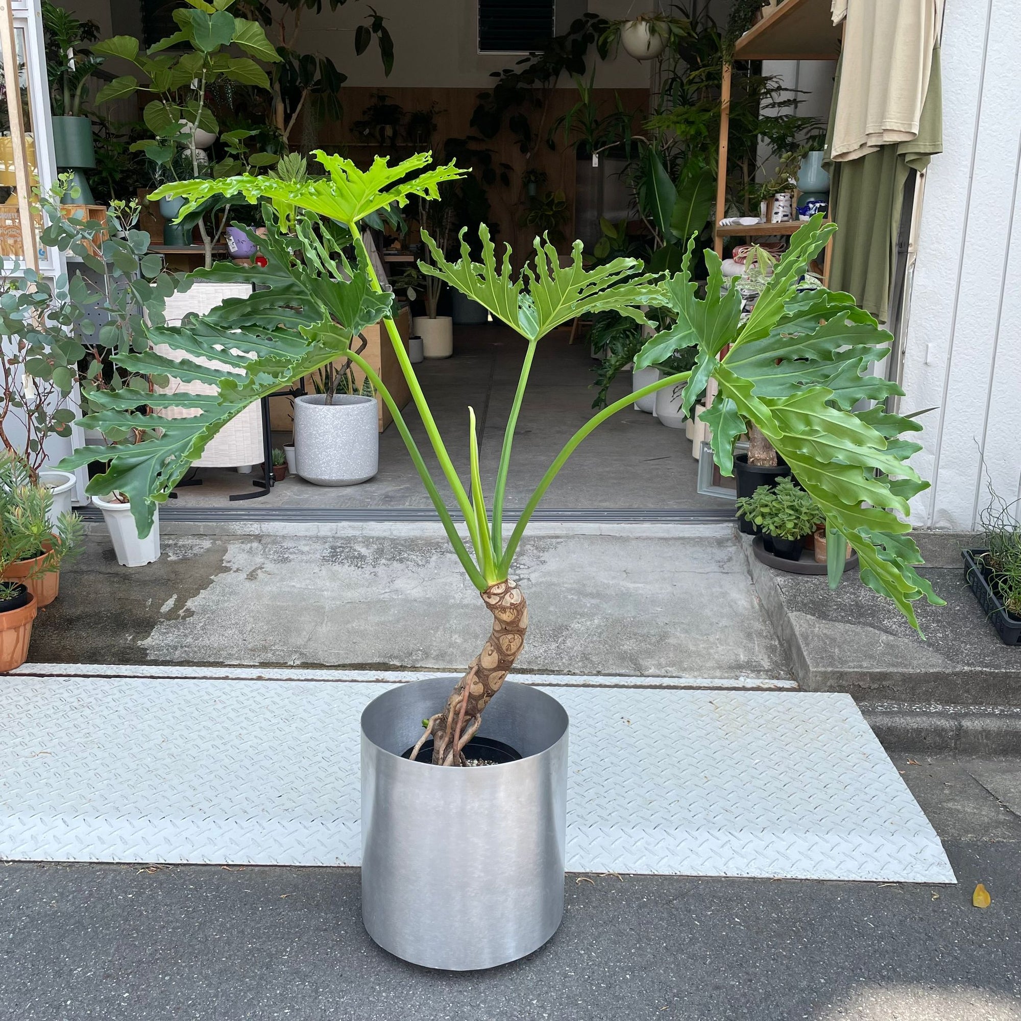 Philodendron 'Selloum' フィロデンドロン セローム