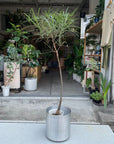 Bottle Tree ボトルツリー (ブラキキトン)　細葉
