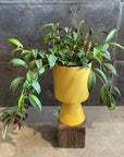 Aeschynanthus Marmoratus エスキナンサス マルモラタス
