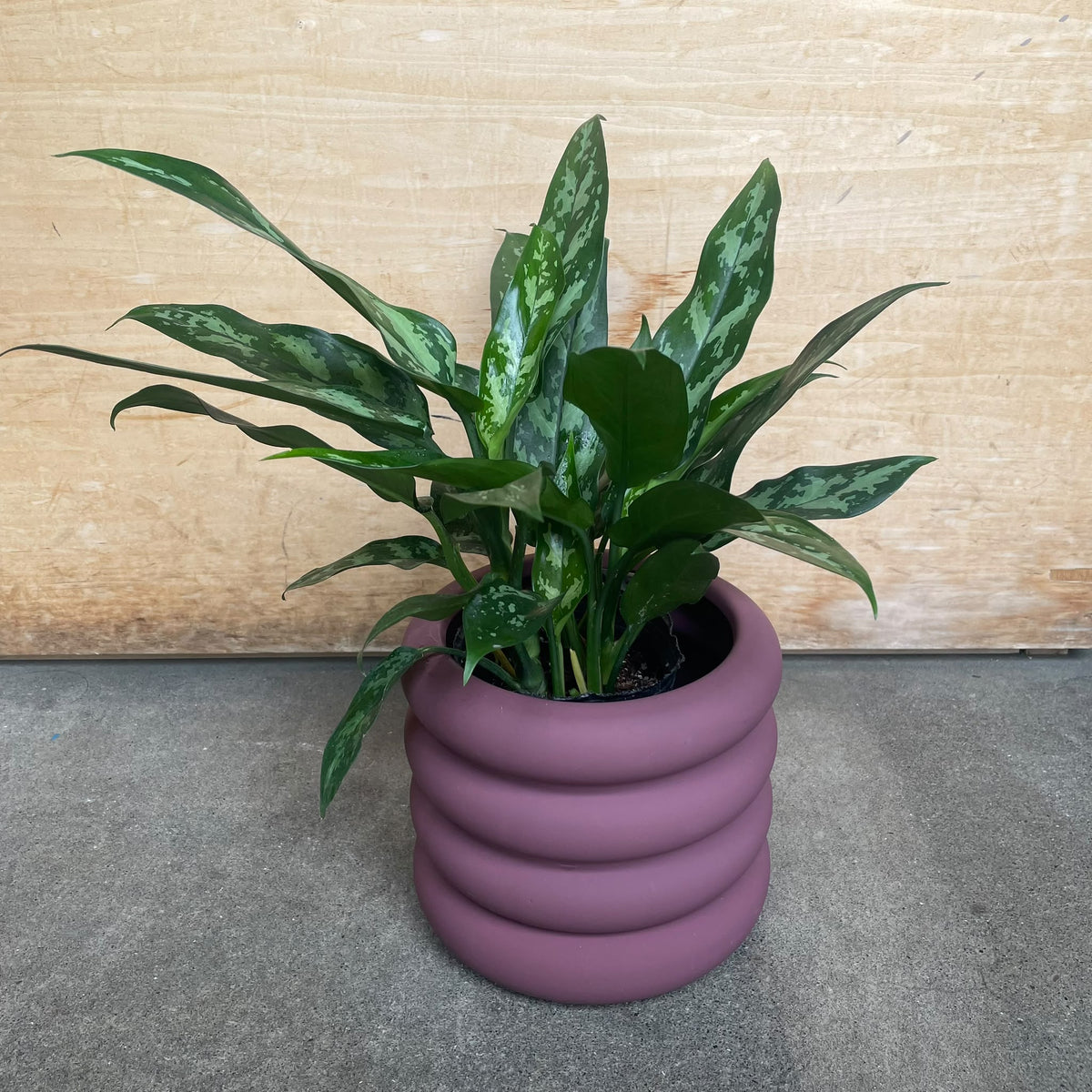 Vieno Planter ヴィエノ プランター