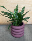 Vieno Planter ヴィエノ プランター