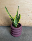 Vieno Planter ヴィエノ プランター
