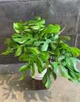 Mini Monstera (Rhaphidophora tetrasperma)ヒメモンステラ
