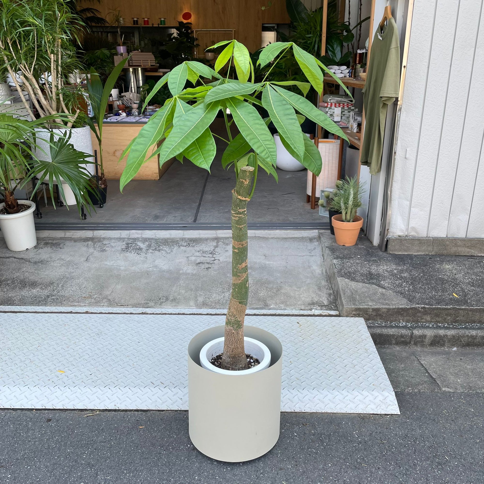 Pachira パキラ