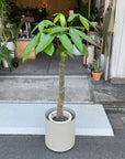 Pachira パキラ