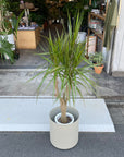 Dragon Tree ドラセナ コンシンネ