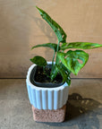 Monstera Swiss Cheese Plant モンステラ・マドカズラ