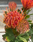 Leucospermum リューコスペルマム Size 5