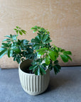 Schefflera arboricola 'Renata' シェフレラ・レナータ
