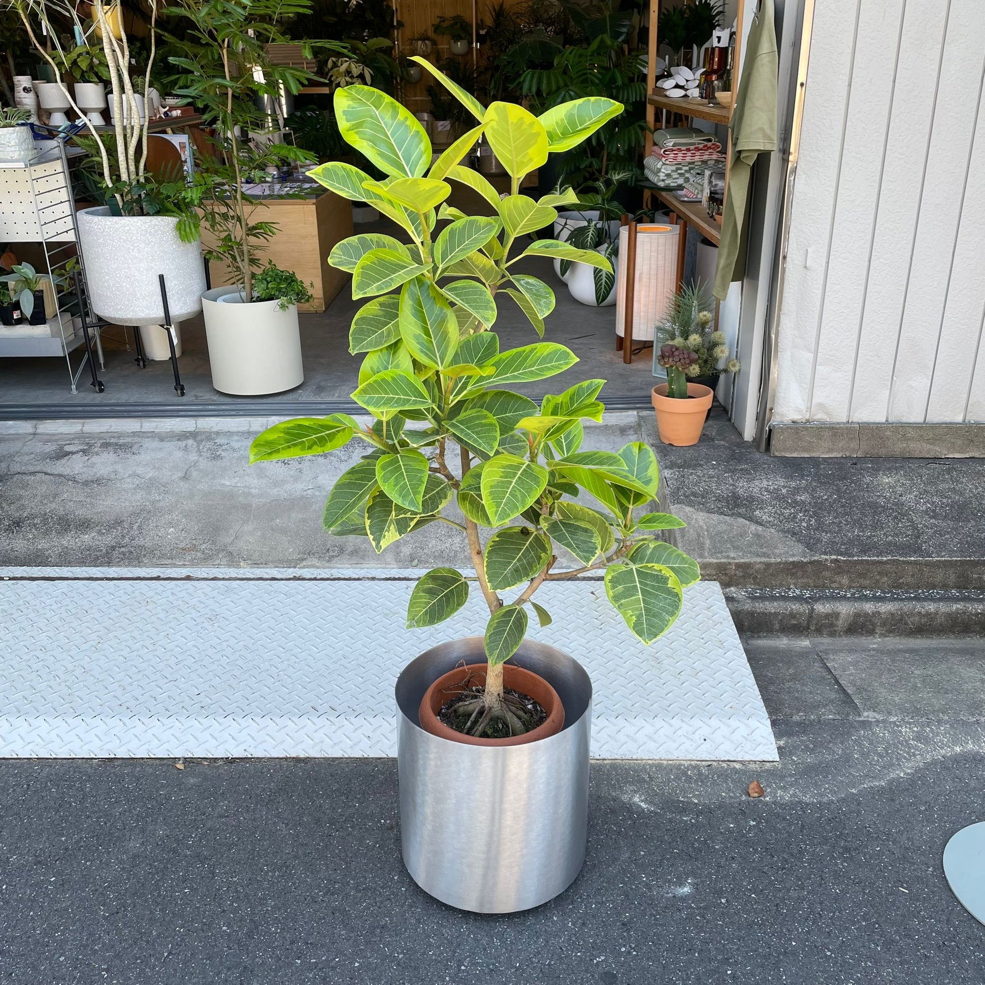 Ficus Altissima フィカス アルテシマ