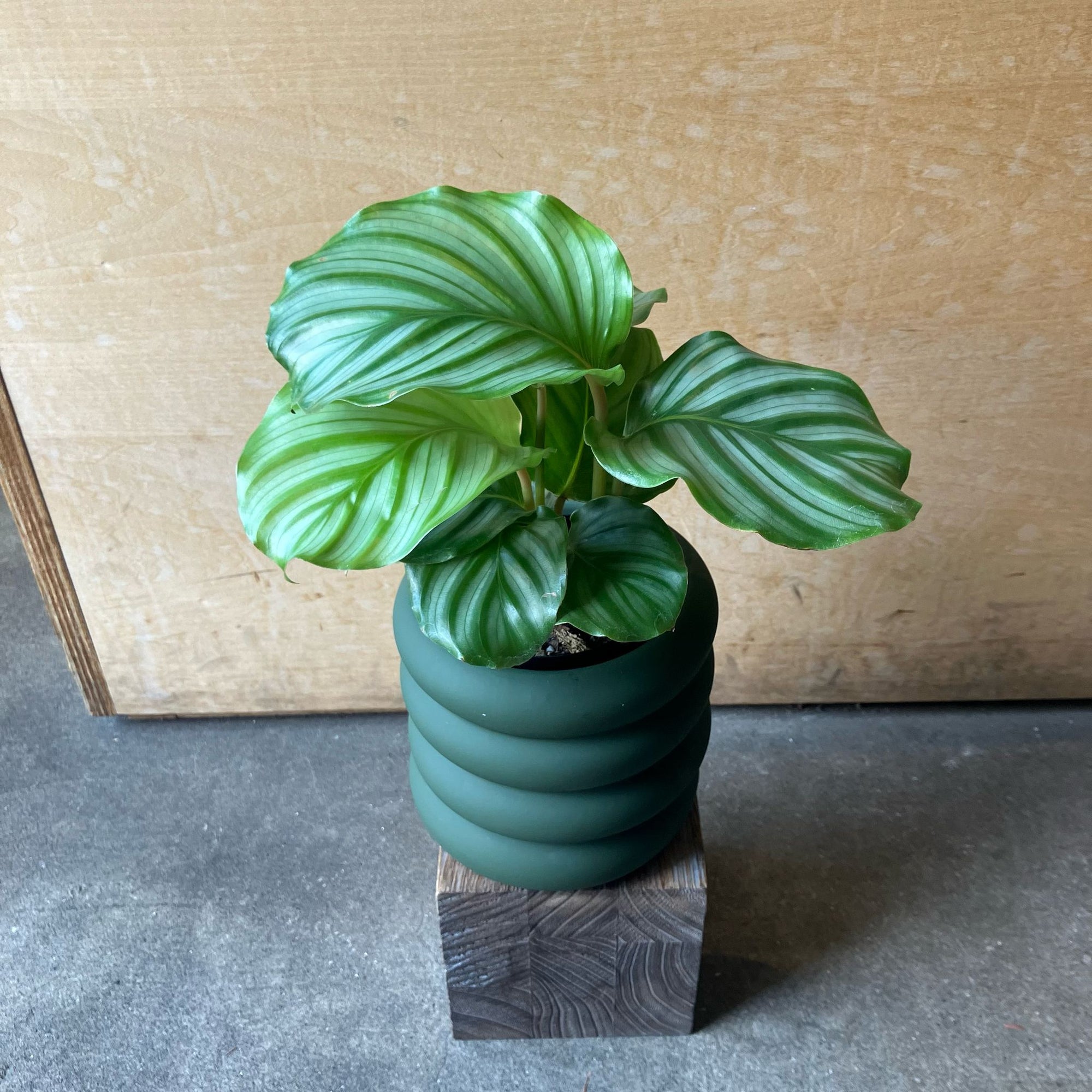Peacock Plant (Calathea Orbifolia) カラテア オルビフォリア