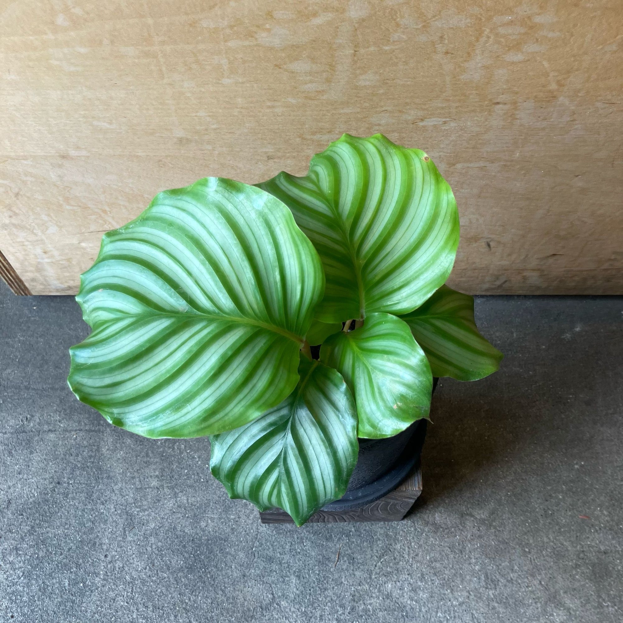 Peacock Plant (Calathea Orbifolia) カラテア オルビフォリア