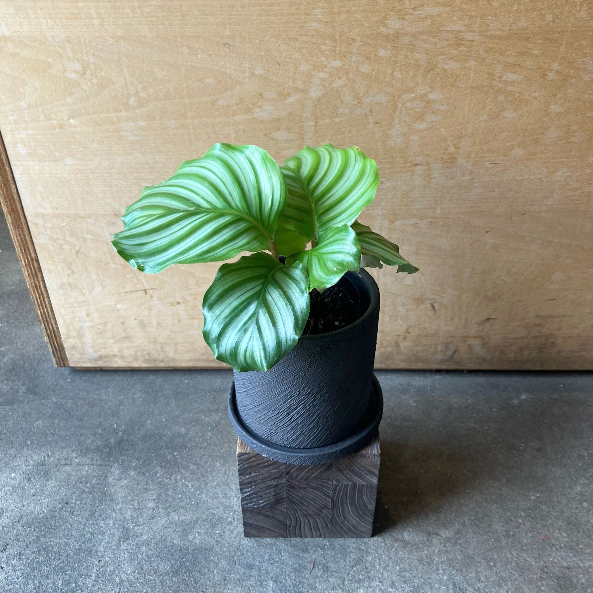 Peacock Plant (Calathea Orbifolia) カラテア オルビフォリア