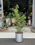 Ficus benjamina barok フィカス ベンジャミン バロック シタシオン