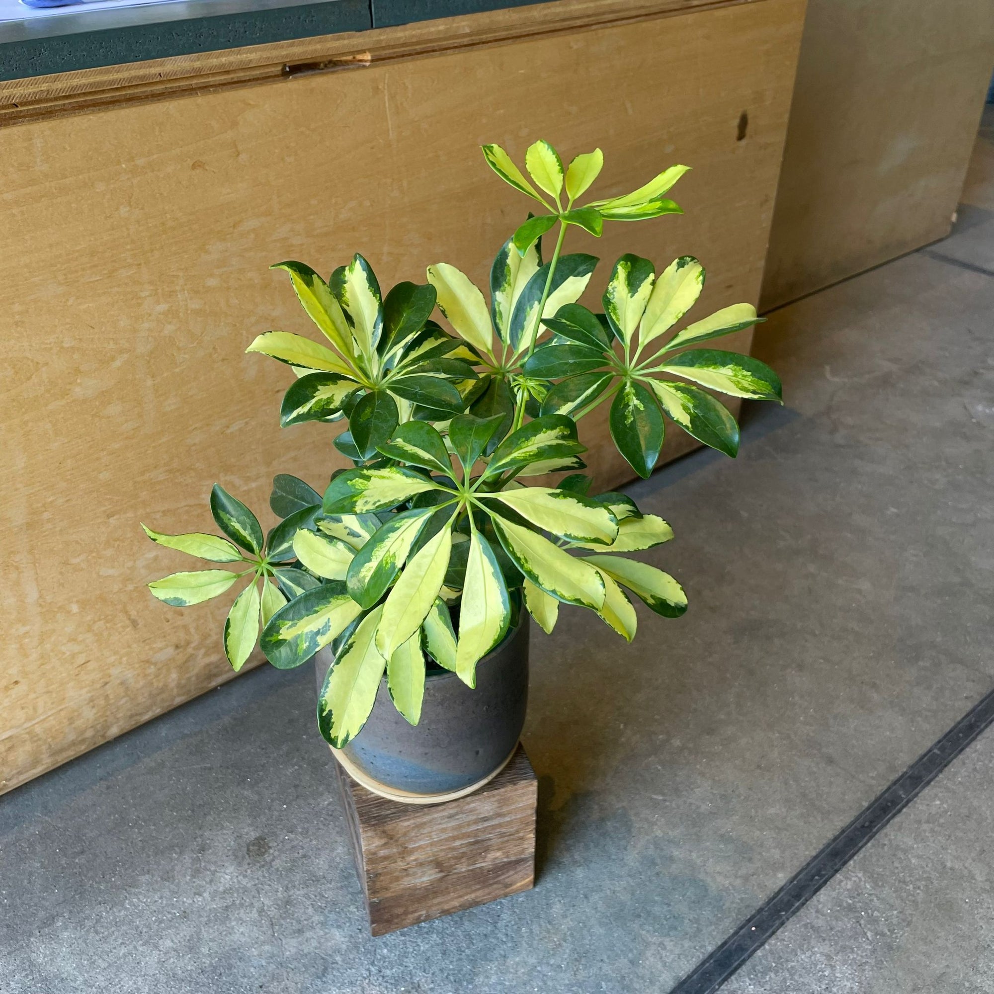 Schefflera arboricola cv. Compacta variagata シェフレラ・コンパクタ(斑入り)
