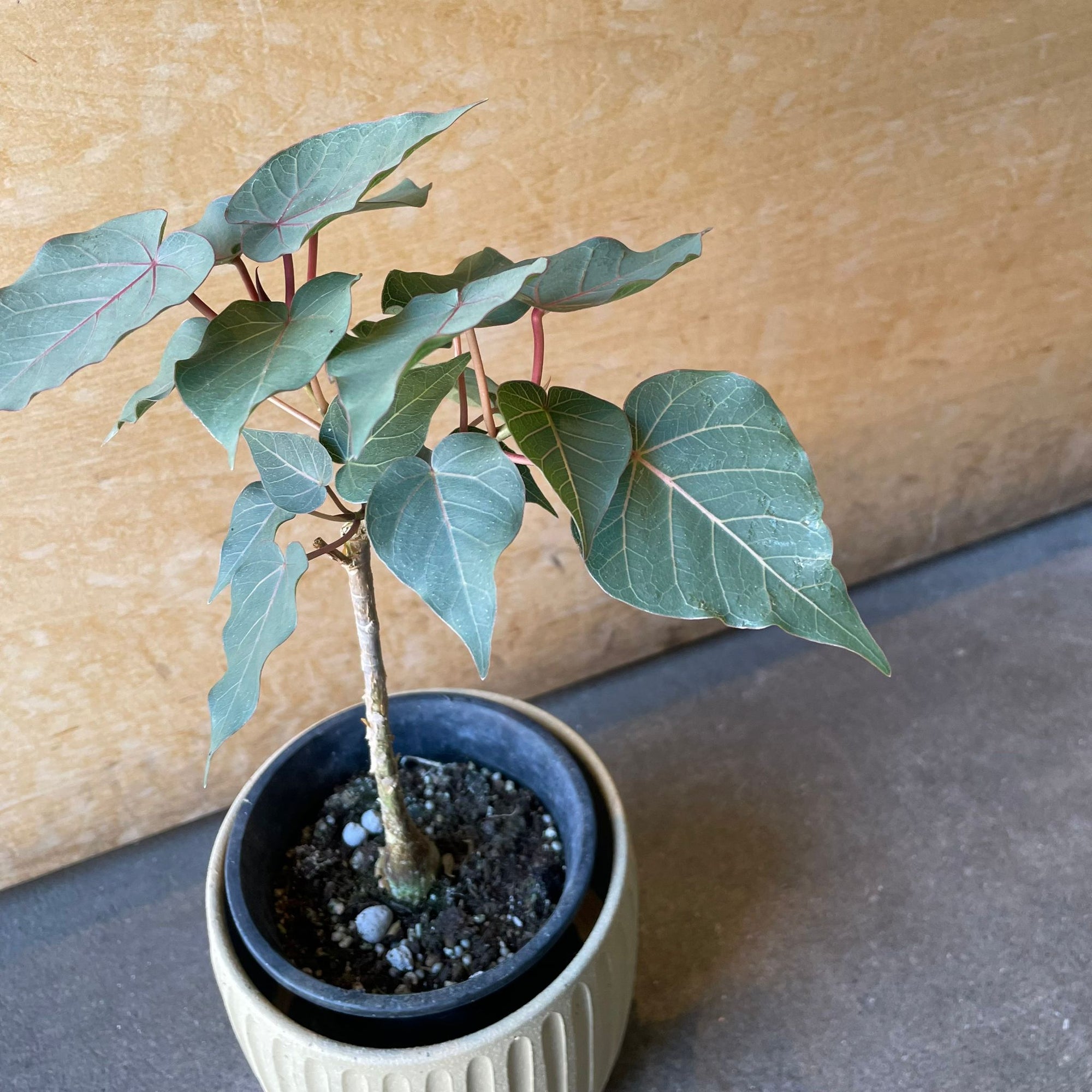Ficus Petiolaris フィカス ペティオラリス