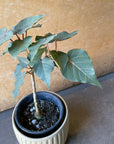 Ficus Petiolaris フィカス ペティオラリス