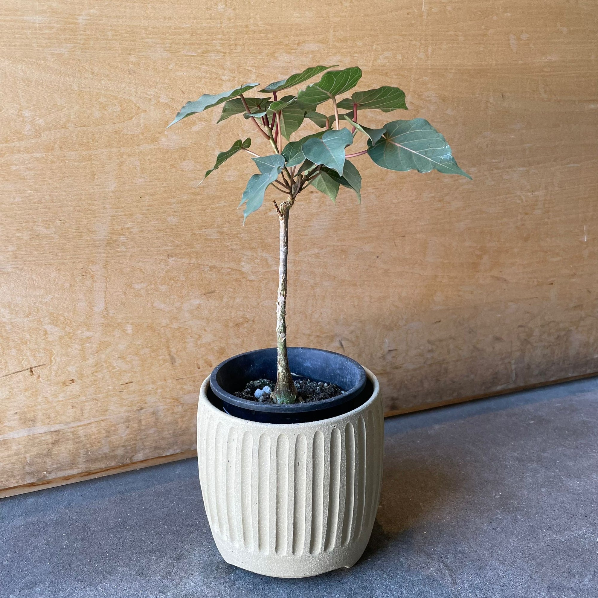 Ficus Petiolaris フィカス ペティオラリス