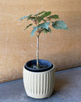 Ficus Petiolaris フィカス ペティオラリス