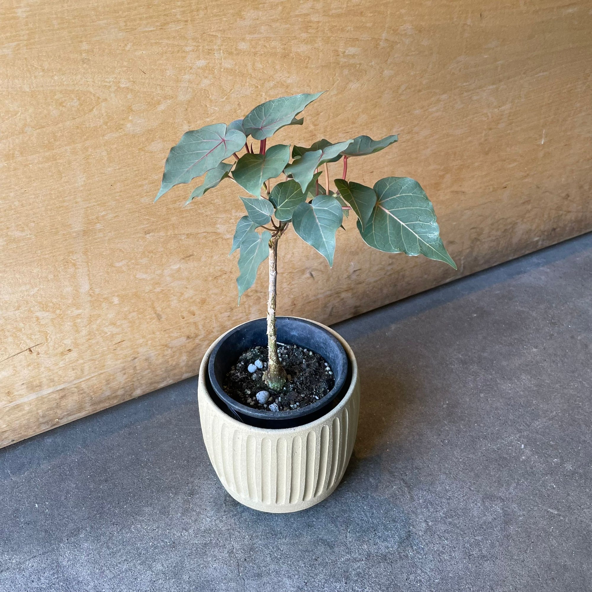 Ficus Petiolaris フィカス ペティオラリス