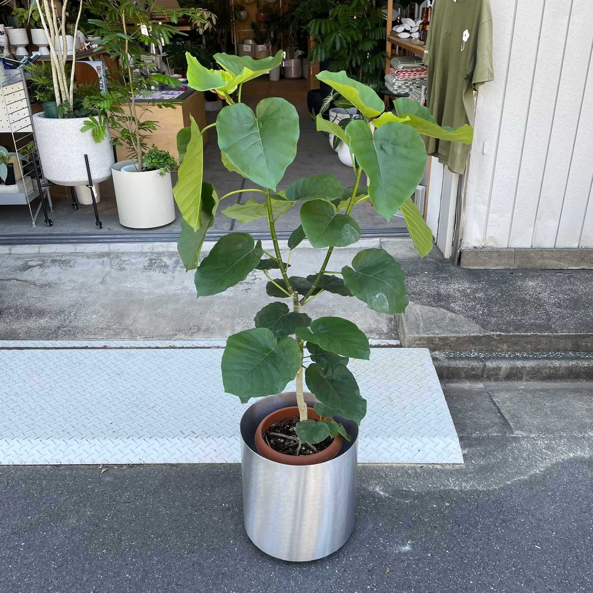 Ficus umbellata フィカス ウンベラータ