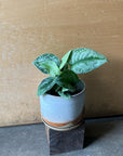 Satin Pothos スキンダプサス トレビー